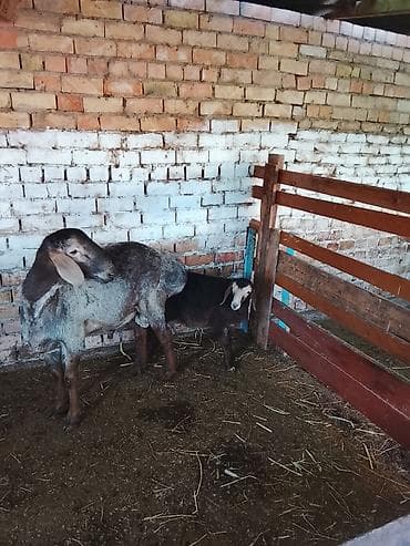 продаю кошара ферма: Продаю | Овца (самка) | Для разведения | Матка — 3