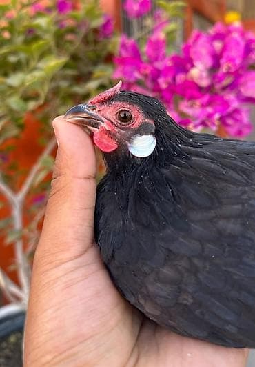 продаю кур несушек: Продаю | Куры, Петух — 1