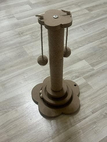 ласки: Скотиш Страйт (Шотландская прямоухая), 7 месяцев, Девочка, Серый, Приучена к лотку — 6