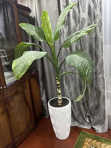 Диффенбахии: Диффенбахия (Dieffenbachia) в горшке - Крупное декоративно-лиственное — 3