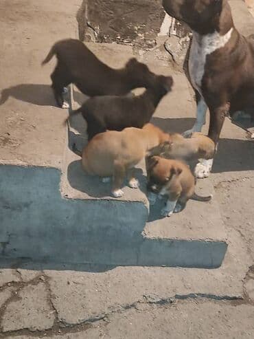 питбуль питбуль: Питбуль, 2 месяца, Самка — 6