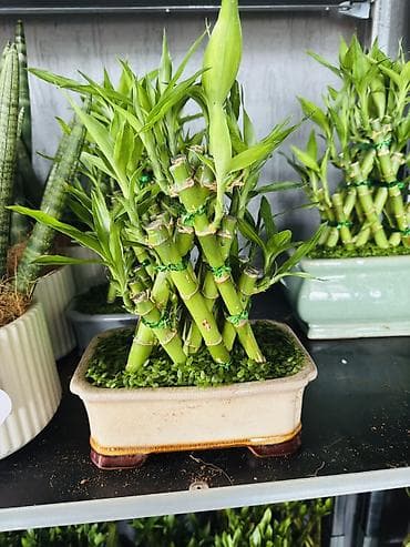 камни для аквариума: Комнатное растение «Счастливый бамбук» (Dracaena sanderiana) в — 1