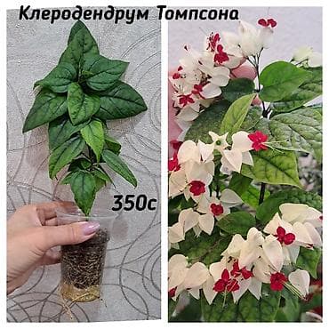 Комнатные растения: В продаже калатея Зебрина. Детки филодендрона Тортум. Филодендроны — 7