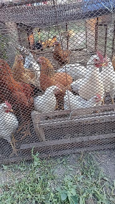яица для инкубации: Продаю | Куры | Домашняя | Несушки — 2
