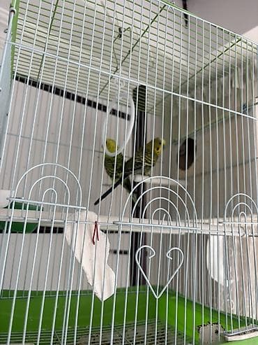 нитки продаю: 🐦 Продаются волнистые попугаи — готовая пара для кладки яиц! 🐦 — 1