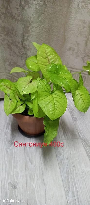 другие комнатные растения: Комнатные растения в горшках: - Хлорофитум Бони — 400 с Компактная — 6