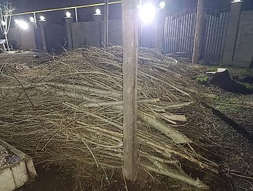 бекер берилет: Отдам бесплатно дрова- тополь,Терек САМОВЫВОЗ.Лебединовка Выйдет — 3