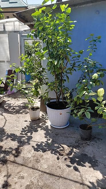 три лимона: Продаются лимоны адрес,по жебек желу между старым автовокзалом и — 6