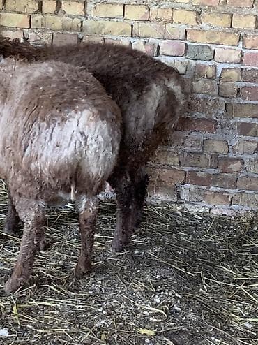 камут: Продаю | Баран (самец) — 4