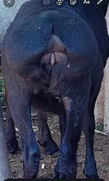 продать кукурузу: Продаю | Овца (самка), Ягненок | Арашан | Для разведения | Племенные, Ярка — 3