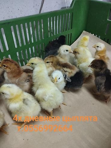 чон ат: Продаю | Цыплята | Для разведения — 4