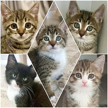 Кошки: Малыши ищут любящую семью. Котятам 1,5 месяца, кушают сами — 1