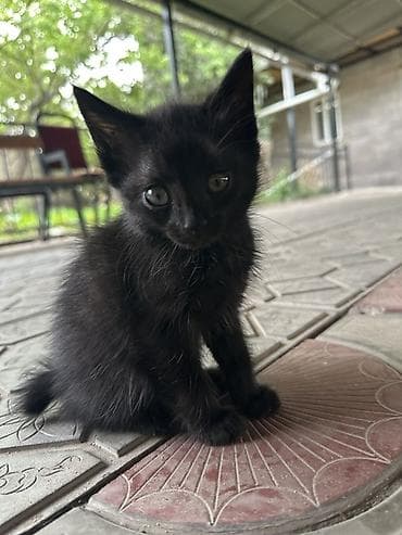 Продажа кошек: Котята, домашние, от кошки-курильский бобтейл. Описание: - Окрас — 5