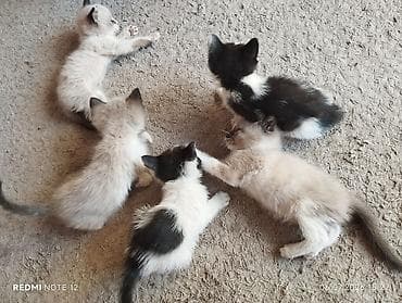 Мышыктар: Котята 2-3 месяца, смешанная порода, 1 котенок за 400 сом — 3