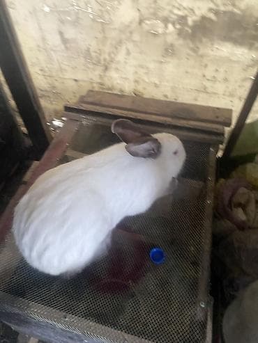 живые дрожи: Продаю | Крольчата | Калифорнийская | Для разведения — 3