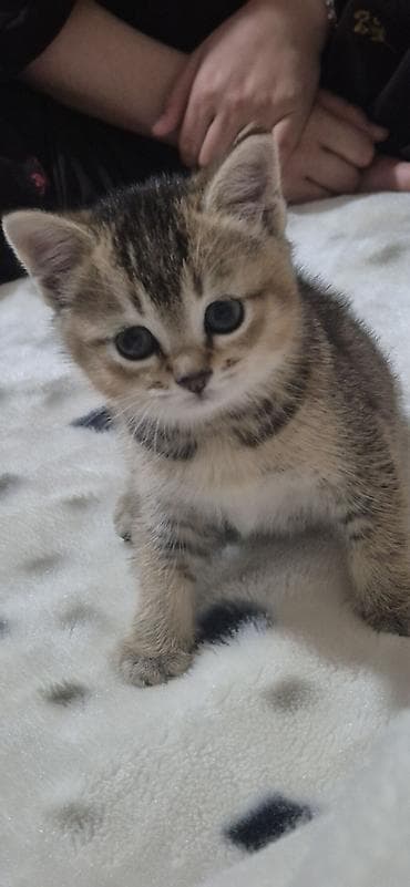 скотиш фолд котята: 🐾 Шотландские прямоухие (Скотиш Стрейт) котята — нежные комочки — 3