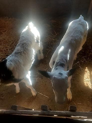 обезьяна купить: Продаю | Музоо, торпок | На откорм | Искусственник — 2