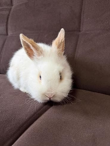 белая крыса: Продаются декоративные кролики породы "львиная головка". Возраст 11 — 3