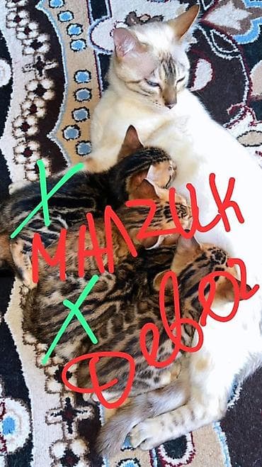 кошка бурма: Бенгальские котята Описание: - Потрясающие бенгальские малыши с ярким — 1