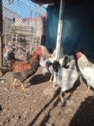 продам козу дойную: Продаю | Петух | Брама — 5