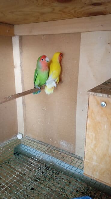 Иттер: Пара декоративных птиц в клетке. Предлагаются: - Волнистые — 2