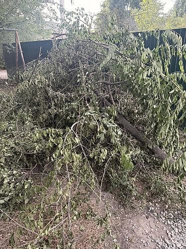 отдам дрова даром: Отдам даром дрова самовывоз район Алматинка/Салиева — 2