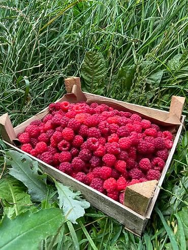 Продукты питания: Малина В розницу, Оптом, Платная доставка, Самовывоз — 4
