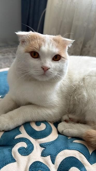 котята вислоухие: Вязка: Шотландский вислоухий Кот(Scottish Fold) 1 год,мальчик ищем — 2