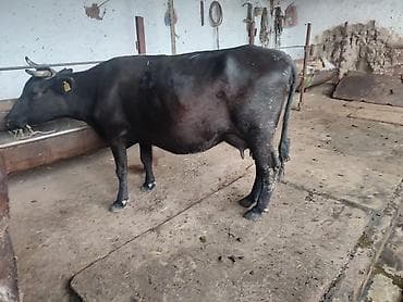 отдам собаку в хорошие руки бишкек: Продаю | Корова (самка) | Для молока | Привязанные — 4