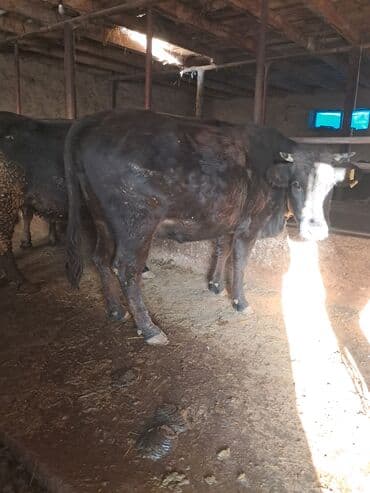 наполнители для кошек: Продаю | Корова (самка) | Для молока | Племенные — 7