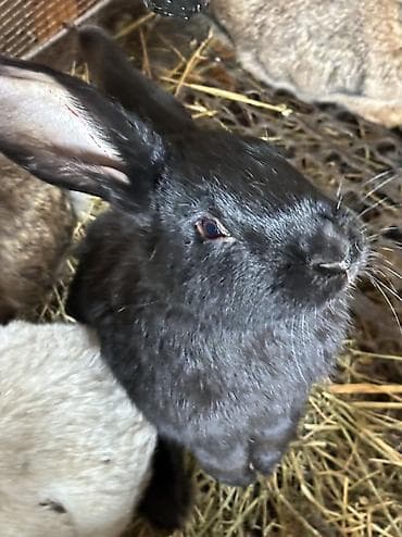 колифорнийский черв: Продаю | Крольчиха (самка), Кролик самец | Серый великан, Фландр, Калифорнийская | На забой, Для разведения | Племенные — 7