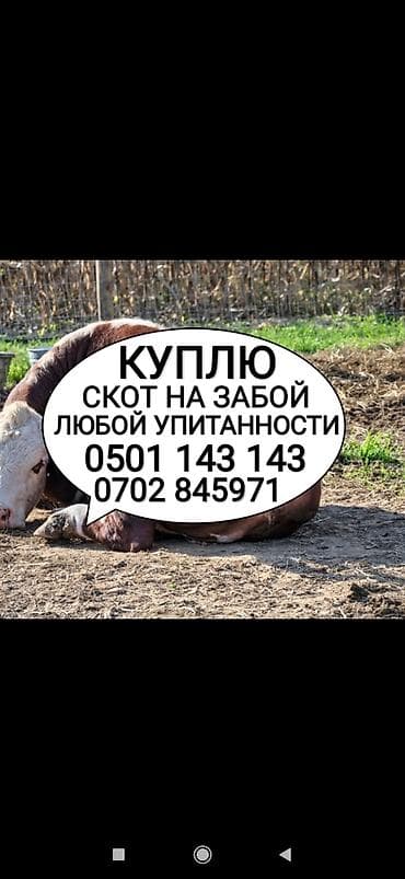 Частное лицо, Колбасный цех : Коровы, быки, Лошади, кони, Другие с/х животные, | Круглосуточно, Любое состояние, Забитый