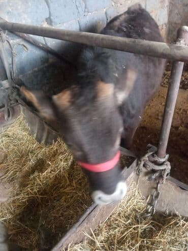 кой бишкек: Сатам | Кунаажын — 6