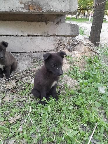 Щенки метисы, окрас черный с белыми отметинами на груди и лапках — 4