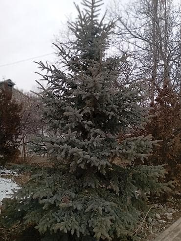детскую кроватку кроватка к: Ель голубая (Picea pungens, Blue Spruce) для озеленения участков — 3