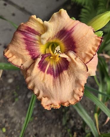 Лилейник (Hemerocallis), садовая многолетняя форма. Описание: -