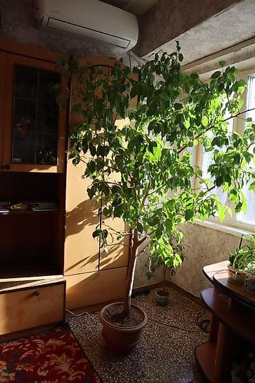 бамбук комнатный: Фикус Бенджамина, крупное комнатное дерево в горшке. - Высота — 3