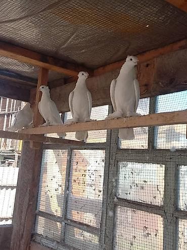 животное на у: Продаю голубей Белые двух чубых молодые декоративные голуби с — 2