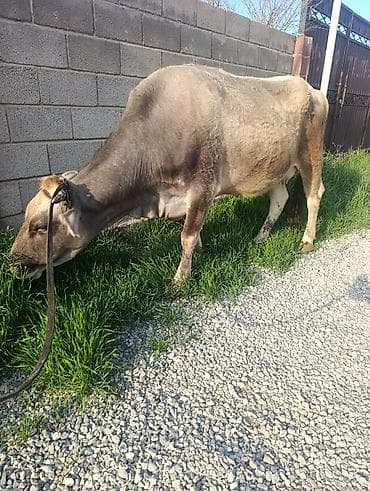 корова молочной: Продаю | Корова (самка) | Для молока | Привязанные — 4