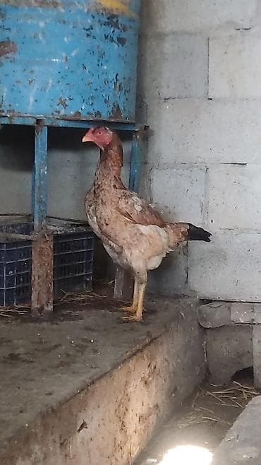 Үй жаныбарлары: Сатам | Тооктор | Тебиштирүүчү | Көбөйтүү үчүн — 1