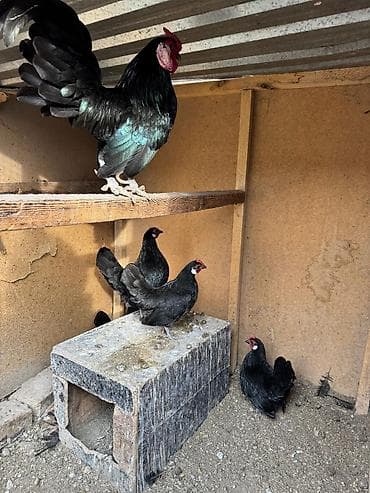 манчкин кот цена бишкек: На продажу семья карликов петух и кур 7500с — 2