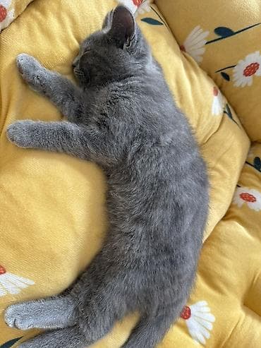 Британская короткошёрстная, 4 месяца, Мальчик, Серый, Приучена к лотку, Проглистована