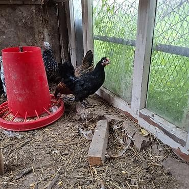 fish eye: Продаю | Куры | Для разведения — 4