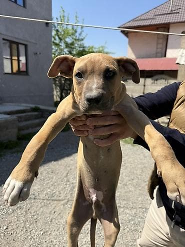 авчарка щинки: Питбуль, 3 месяца, Самец — 2