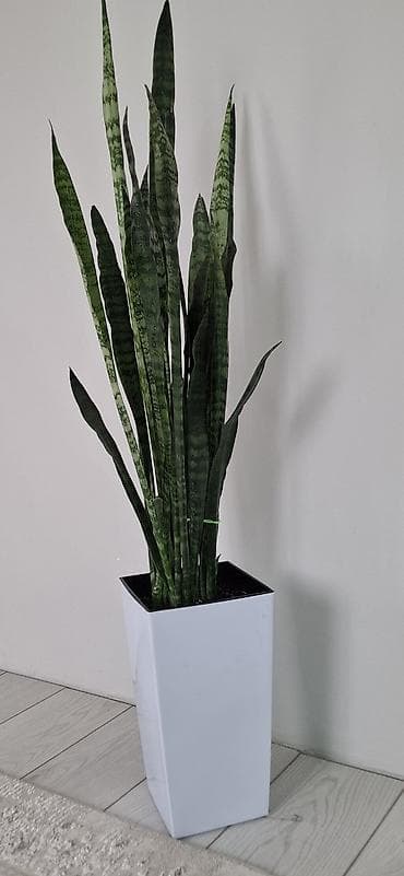 Драцены и Сансевиерии: Сансевиерия (Sansevieria trifasciata, «щучий хвост») в современном — 1