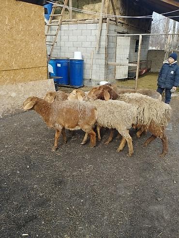 котята ош: Продаю | Ягненок | Полукровка, Арашан | Для разведения | Ярка — 2