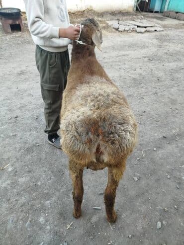 Аквариумы: Продаю | Баран (самец) | Для разведения | Племенные — 3