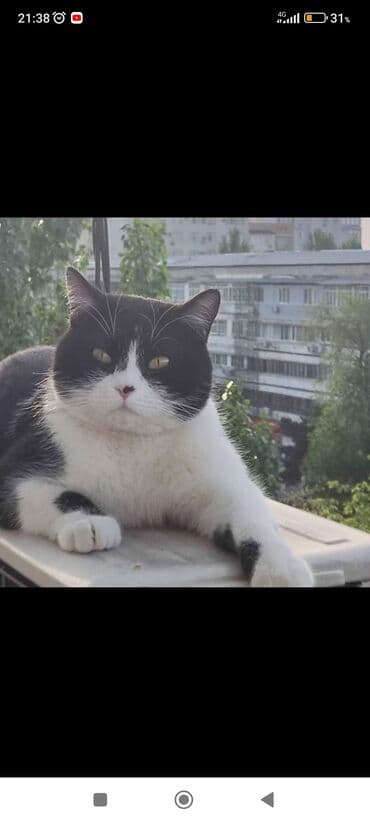 где можно взять котенка бесплатно: Потеряли — 1