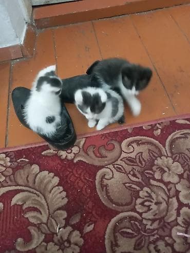 Отдам котят