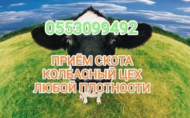 Куплю | Коровы, быки, Лошади, кони, Другие с/х животные | Круглосуточно, Любое состояние, Забитый
